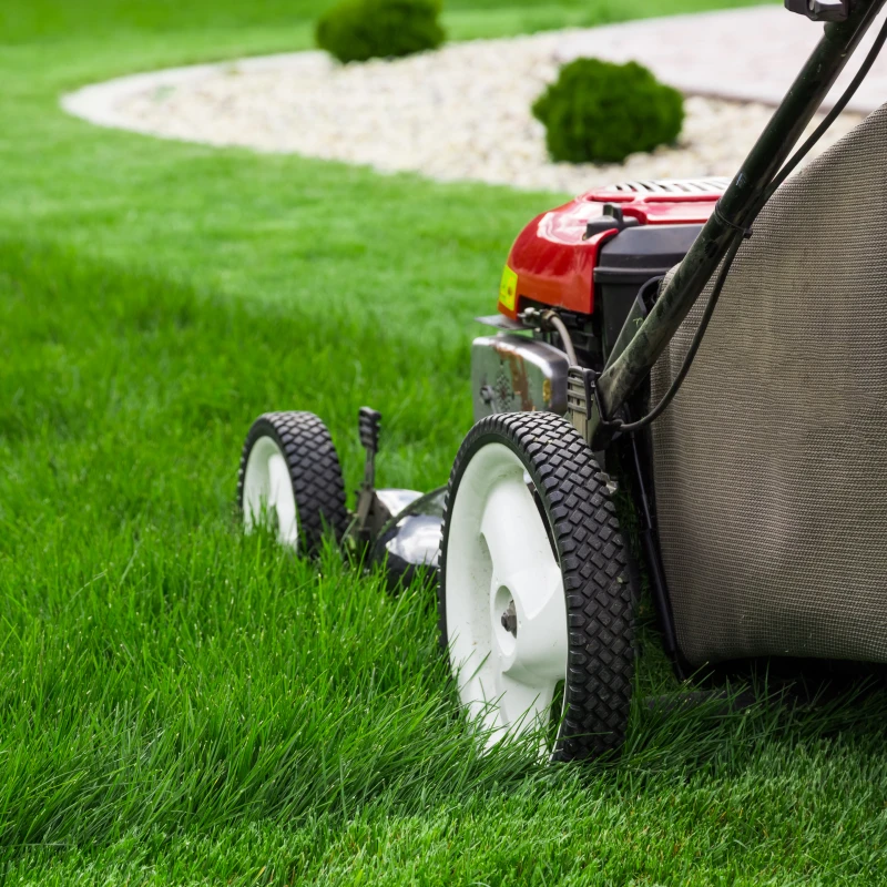 Professional Lawn Care Installation and Maintenance